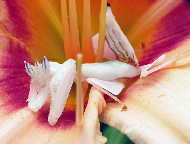 Bọ ngựa phong lan (Hymenopus coronatus) có bề ngoài nổi bật, giống hệt bông hoa phong lan. Loài côn trùng này đã tận dụng lợi thế về ngoại hình có vẻ đẹp quyến rũ, màu sắc hài hòa để ngụy trang và rình vồ con mồi.