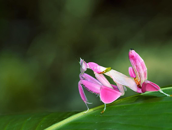 Đây là loài duy nhất trên thế giới mà có thể săn mồi nhờ hình dáng giống một bông hoa. Dù ở cách xa các bông hoa thật, chúng vẫn có thể thu hút các loài côn trùng thụ phấn.
