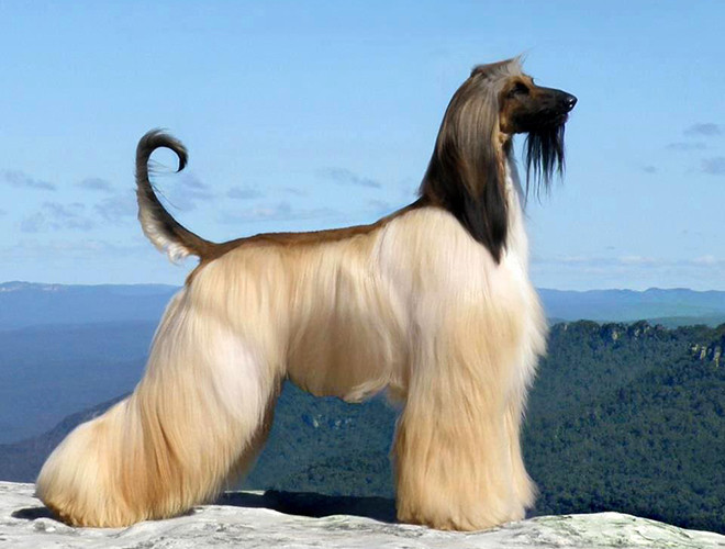 Hiện nay, với số lượng chó Saluki thuần chủng không còn nhiều nên giống chó này có giá khá đắt trên thị trường. Xấp xỉ 2.500 USD cho một con.