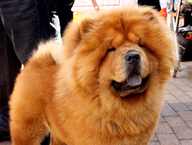 Chó Chow Chow là một giống chó có nguồn gốc từ phía Bắc Trung Quốc, với bộ lông xù xì như gấu bông, giống chó này đang là mục tiêu săn lùng của nhiều người, nhất là với giới trẻ. Giống chó này được đánh giá là một loài vật có đặc tính ương ngạnh, khó chịu, tuy nhiên, nếu được gần gũi ngày từ bé thì nó lại cực kỳ thân thiện, nhất là với trẻ em.