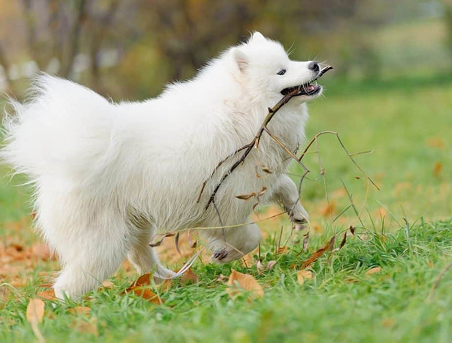 Chó Samoyed là giống chó có ngoại hình rất đẹp với khuôn mặt đáng yêu và bản tính nhẹ nhàng. Đây là loài chó rất được yêu thích tại nhiều nơi trên thế giới và cả Việt Nam. Điểm nổi bật của Samoyed là thân hình cân đối, khoẻ mạnh với bộ lông trắng như tuyết, rất dày và rậm. Chiều cao của Samoyed dao động từ 48 tới 60cm với cân nặng tối đa là 20kg.