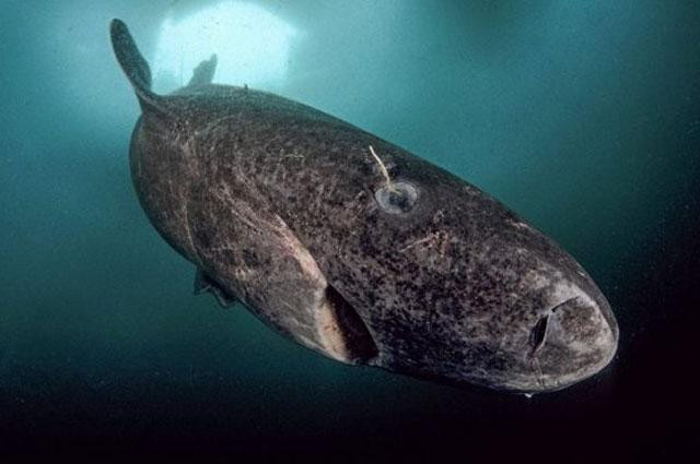 Cá mập Greenland là loài cá mập bản địa của các vùng nước Bắc Đại Tây Dương xung quanh Greenland và Iceland.