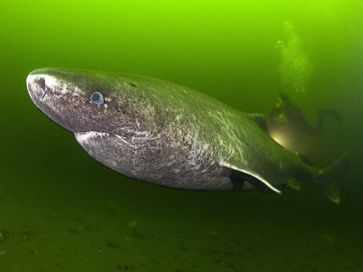 Ngoài sống trường thọ, có kích thước "khủng", cá mập Greenland còn ẩn chứa khá nhiều bí mật thú vị, ví dụ như việc chúng bơi rất lờ đờ.