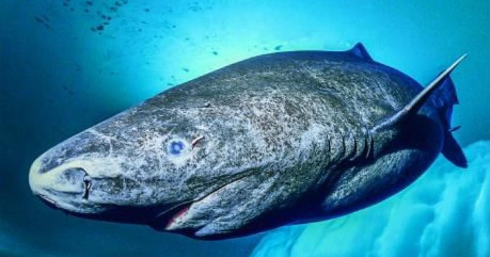 Sử dụng phương pháp đo carbon, các nhà khoa học khẳng định tuổi thọ trung bình của cá mập Greenland là trên 240 năm. Thậm chí mẫu vật già nhất cho số tuổi là 512 năm- siêu trường thọ.