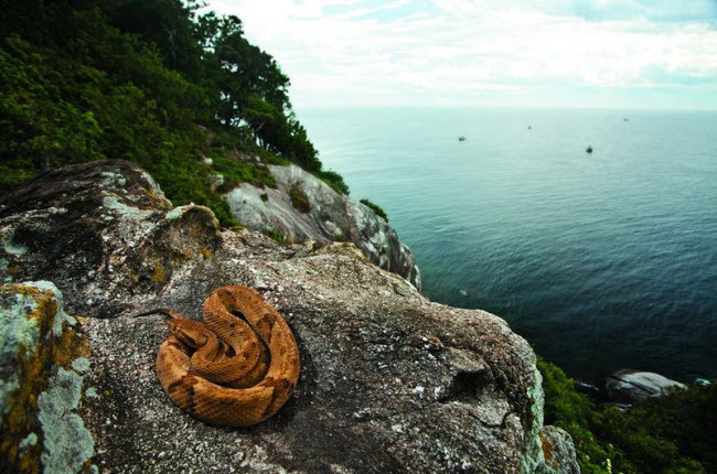 Ilha da Queimada Grande hay còn gọi Đảo Rắn là một cấm địa được nhiều người biết đến. Với diện tích rộng 43 ha, hòn đảo này là nơi sinh sống của một trong nhiều loài rắn độc nhất thế giới, bao gồm rắn hổ lục đầu vàng.