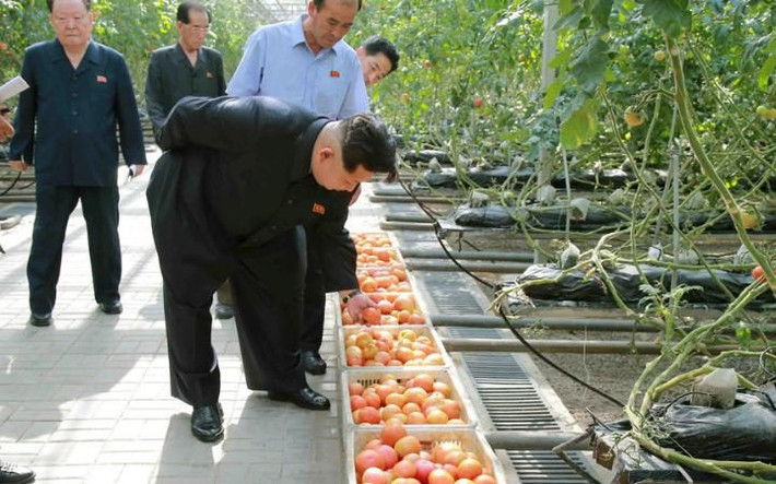 Lãnh đạo Triều Tiên Kim Jong-un kiểm tra những quả cà chua thu hoạch tại Viện Khoa học rau xanh trong một chuyến thăm tới Bình Nhưỡng.