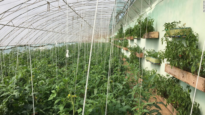 Đây là một trong số ít khu canh tác được trang bị hệ thống nhà kính quy mô cùng các tấm pin năng lượng mặt trời, cho phép sản xuất lương thực quanh năm.