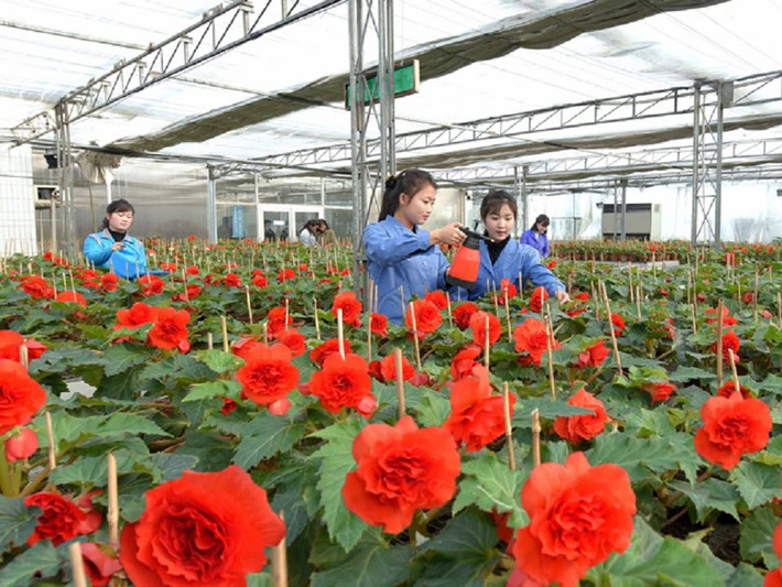 Đây là trang trại trồng hoa trong nhà kính hiện đại ở Triều Tiên.