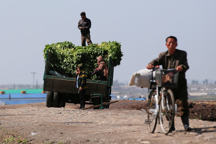 Bên cạnh một vài nông trang hiện đại, lương thực của Triều Tiên dựa chủ yếu vào các phương pháp canh tác đơn giản, chủ yếu dùng sức người.