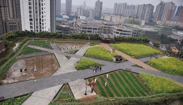 Còn đây là trang trại thả cá trồng rau khổng lồ nằm trên nóc của nhà máy sản xuất cửa ở phía tây nam thành phố Trùng Khánh của Trung Quốc.