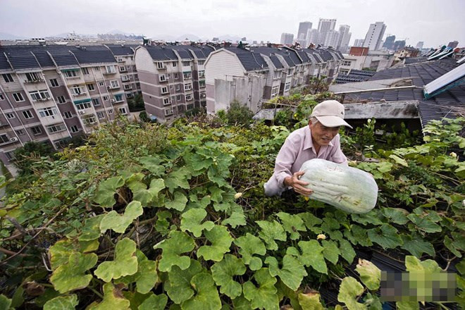 Ông Yuan Chuanhua, 78 tuổi, ở Trung Quốc cũng có một vườn rau trên nóc chung cư. Vườn rau này đủ cung cấp rau sạch cho gia đình ông và hàng xóm.