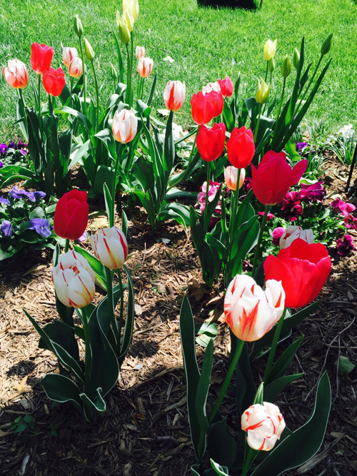 Tulip cũng là loại hoa có nhiều trong khu vườn của gia đình Bằng Lăng.