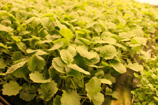 Mỗi năm, AeroFarms thu hoạch 30 vụ và sản xuất 900 tấn rau xanh. Trong khi đó, một trang trại ngoài trời thông thường ở New York chỉ có thể sản xuất tối đa ba vụ mùa rau diếp nếu thời tiết tốt.