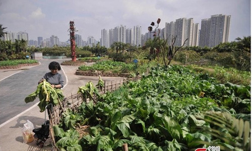 Trang trại 100m2 này ở phía tây nam thành phố Trùng Khánh của Trung Quốc. Từ trên cao nhìn xuống bạn có thể thấy nó giống như một nông trại bình thường với nhiều cây trồng, cây xanh và hồ nước. Nhưng điều khác biệt ở đây là nó được “mọc” trên nóc của một nhà máy sản xuất cửa.