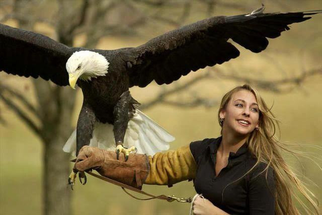 Falconry là sở thích nuôi nhiều loài chim săn mồi mà trong đó chủ yếu là: diều (kite), ưng (hawk), ưng xám nhỏ (shakira), chim cắt (falcons) và thú nuôi đại bàng (eagles).