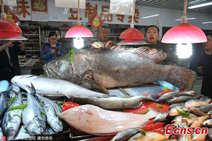 Con cá mú nhờn nặng hơn 150 kg và cá thu nặng 31 kg đã khiến khu chợ cá Shi Donglei ở Trung Quốc náo loạn vì nhiều du khách tò mò đến xem cá khổng lồ và chụp ảnh với nó.