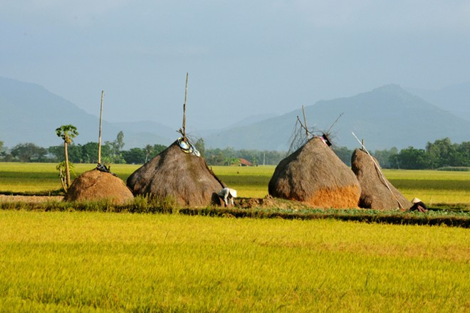 Bối cảnh của phim "Tôi thấy hoa vàng trên cỏ xanh" là những năm 80 của thế kỷ trước, giai đoạn đất nước còn trong chế độ bao cấp. Tìm lại cảnh của hơn 30 năm trước trong một đất nước đang phát triển thật không dễ dàng. Đạo diễn Victor Vũ rất khắt khe khi chọn cảnh. Một cột điện nổi lên giữa đồng, một biển báo giao thông xuất hiện trên đường, một mái ngói ngẫu nhiên “lộ” ra giữa xóm nhà lá… thể hiện một cuộc sống hôm nay, dù cho bối cảnh quanh đó có đẹp mấy đều cũng bị loại ra. Bởi vậy cảnh mới hòa với người làm cho câu chuyện thêm xúc động. Ảnh: Giữa đồng thuộc thôn Phước Lộc (xã Hòa Thành, huyện Đông Hòa).