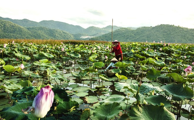 Cánh đồng sen Biển Hồ, ngay dưới chân đèo Cả.