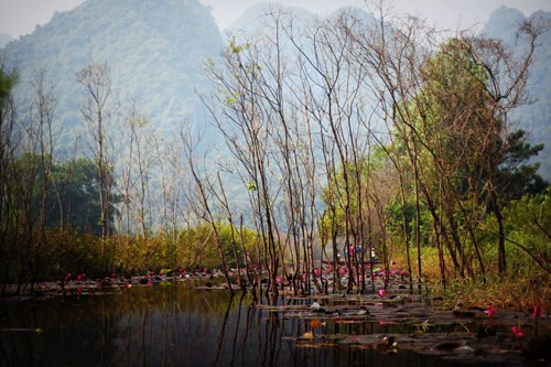 Nếu như trước đây chùa Hương chỉ đông vào mùa lễ hội, thì vài năm gần đây, nhiều khách du lịch đã chọn đến chùa Hương vào mùa thu để ngắm cảnh hoa súng nở hồng rực trên suối Yến.