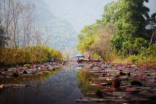Chùa Hương nằm cách Hà Nội chỉ 60km, do đó nhiều du khách Thủ đô đã tranh thủ dịp cuối tuần để đến đây vãn cảnh suối Yến mùa hoa súng rồi về ngay trong ngày.