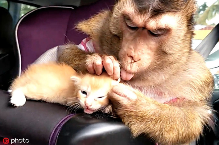 Nhận nuôi một con mèo con mồ côi, khỉ mẹ chăm sóc không khác gì chăm sóc con ruột, khiến nhiều người phải ngạc nhiên, ngưỡng mộ.