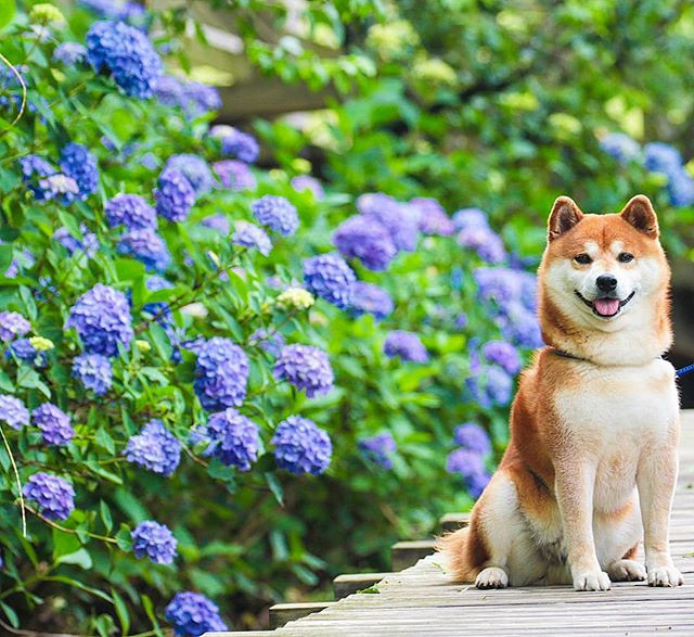 Nhiều người ngưỡng mộ Hachi bởi những bức ảnh cuốn hút bên hoa.