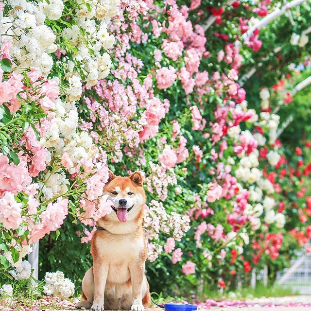 Hachi đọ sắc với dàn hồng leo tuyệt đẹp.