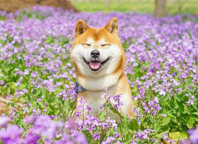 Được biết, chủ nhân của Hachi là nhiếp ảnh gia người Nhật Masayo Ishizuki.