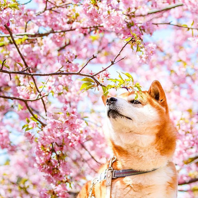 Theo như nhiếp ảnh gia cho biết, Hachi xứng đáng có một tài khoản Instagram riêng để tha hồ khoe ảnh của mình bởi vì trông chú chó cưng này thực sự rất đáng yêu và dễ thương khi khoe dáng bên hoa.