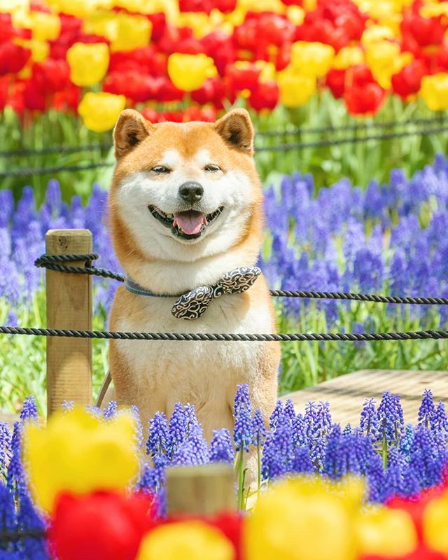 Có thể thấy, trong bất cứ bức ảnh nào, trông Hachi cũng vô cùng tươi tắn, thu hút.