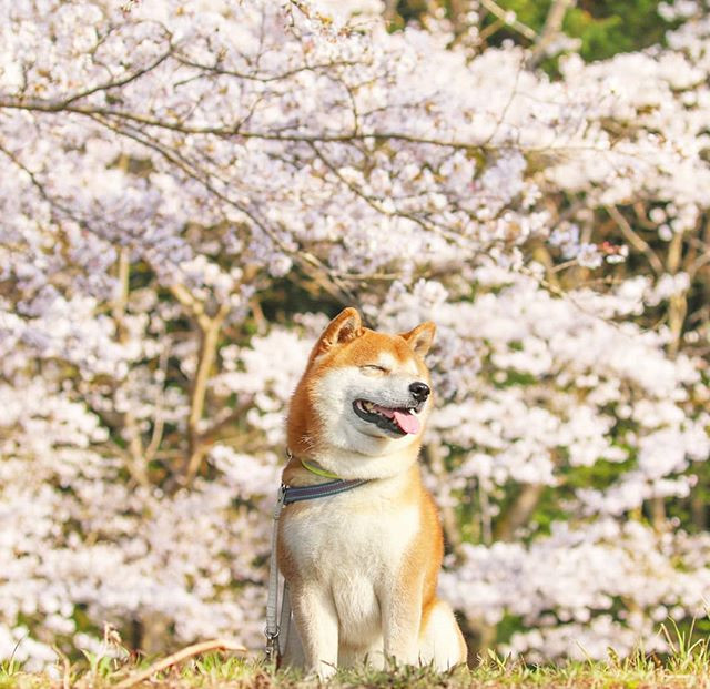 Theo Masayo Ishizuki, Hachi thực sự nổi bật và thu hút trên phông nền là hàng triệu bông hoa nở rộ trong công viên.