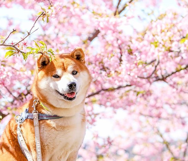 Masayo Ishizuki cho biết, cô đã bắt đầu chụp ảnh Hachi từ năm 2012 và cũng đăng tải những hình ảnh đó lên một trang Instagram riêng của chú chó cưng.