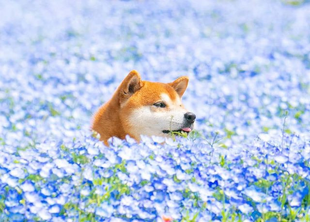 Những ngày gần đây, những hình ảnh của chú chó đáng yêu Hachi, một chú chó Shiba Inu siêu đáng yêu đang được cư dân mạng lan truyền nhanh chóng.