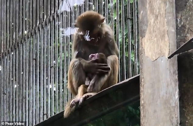 Nó cố gắng đánh thức đứa con đã không con hơi thở của mình bằng cách vuốt ve lên trán, hôn lên má. Thế nhưng tất cả đều vô ích.