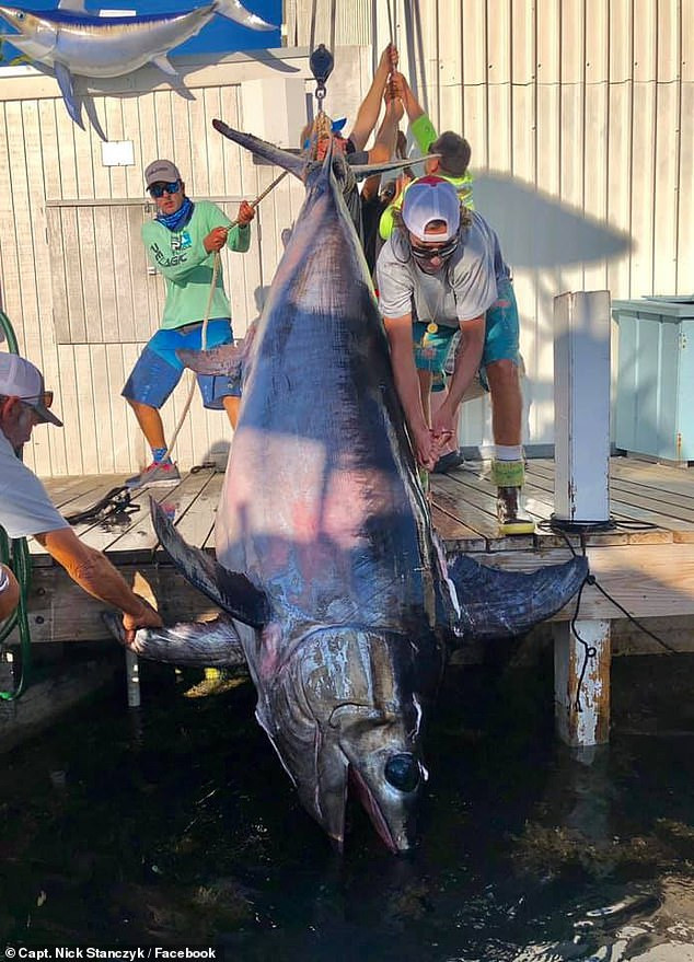 Mới đây, một ngư dân ở Florida, Mỹ đã câu được một con cá kiếm siêu lớn. Có thể nói, đây là một trong những con cá kiếm khổng lồ, lớn nhất thế giới, cực kỳ hiếm gặp.