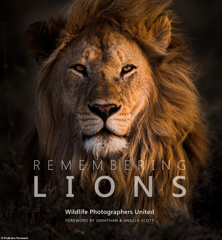 "Rememberings Lions" sẽ là cuốn sách thứ 4 trong seri. Ảnh một con sư tử đực tuyệt đẹp của nhiếp ảnh gia Federico Veronesi.