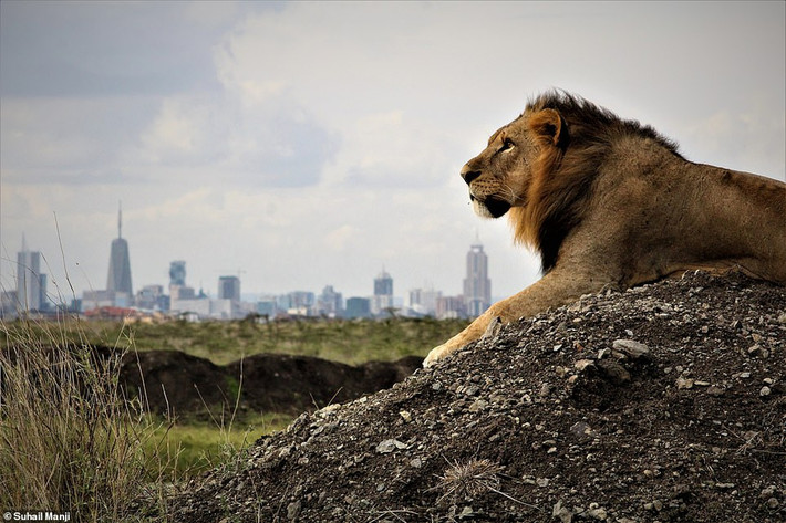 Trong Công viên Quốc gia Nairobi ở Kenya, một con sư tử trầm ngâm nhìn về phía đường chân trời thành phố Nairobi. Ảnh của nhiếp ảnh gia Suhail Manji.
