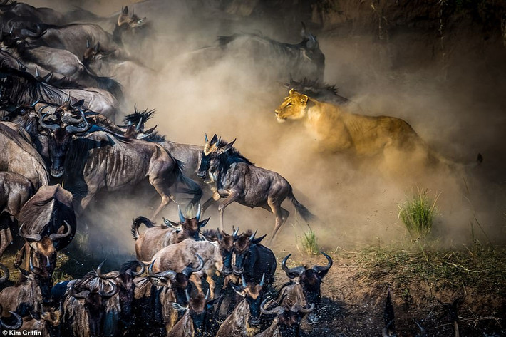 Khoảnh khắc một sư tử cái săn linh dương đầu bò ở Masai Mara, Kenya. Ảnh của nhiếp ảnh gia Kim Griffin.