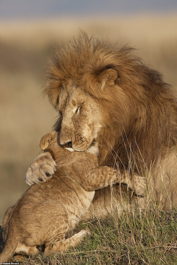 "Remembering Lions" là một cuốn sách về động vật hoang dã được xuất bản thông qua một trang web gây quỹ cộng đồng. Cuốn sách ảnh này tập hợp những hình ảnh xuất sắc nhất về loài sư tử của 10 nhiếp ảnh gia từng đoạt các giải thưởng về nhiếp ảnh. Trong ảnh là vua sư tử ôm lấy đứa con của mình một cách đấy trìu mến. Ảnh của nhiếp ảnh gia Sabine Bernert.