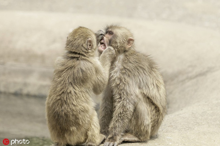 Khỉ Macaca có cấu trúc xã hội và cấp bậc rất phức tạp. Bình thường chúng đối xử khá thân thiện và vui vẻ với nhau.