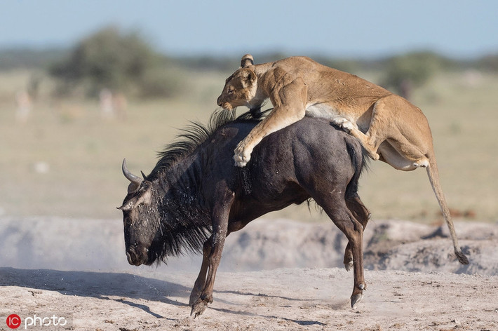 Vừa qua, nhiếp ảnh gia người Anh Sue Morri đã tới công viên quốc gia Nxai Pan ở phía đông bắc Botswana và ghi lại được những hình ảnh vô cùng ấn tượng về màn săn giết linh dương đầu bò của sư tử cái hung dữ.