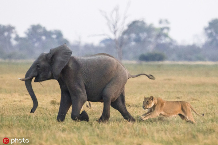 Mới đây, James Gifford, nhiếp ảnh gia người Anh trong lúc ghé thăm công viên quốc gia Chobe ở Botswana chụp được những hình ảnh vô cùng ấn tượng và kịch tính khi đàn sư tử bất chấp nguy hiểm, hợp sức săn voi con.
