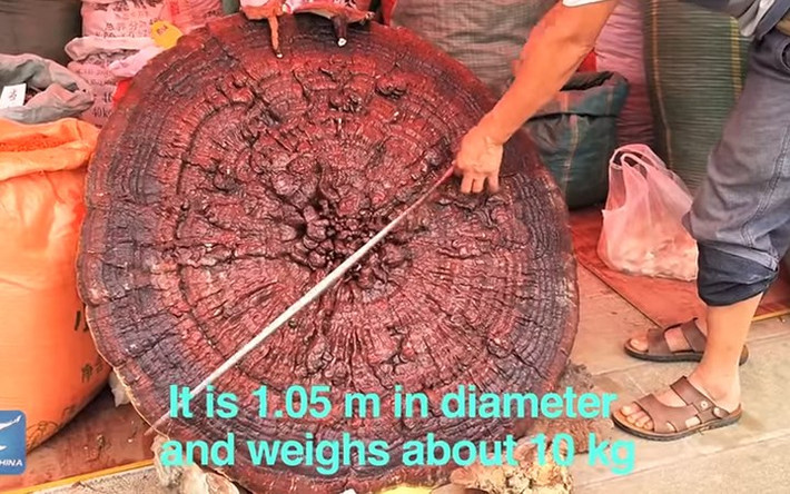 Cây nấm linh chi có đường kính tới 1,05 m, nặng khoảng 10 kg.