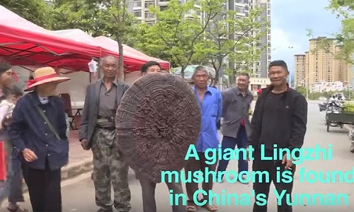 Người dân ở Vân Nam (Trung Quốc) vừa tìm thấy một cây nấm linh chi khổng lồ, quý hiếm.