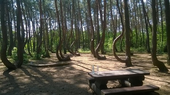 Cho đến nay, hình dạng kỳ quái của những cây thông trong khu rừng huyền bí Krzywy Las vẫn chưa được giải mã. Không ít người ghé thăm khu rừng để trải nghiệm cảm giác kỳ bí.