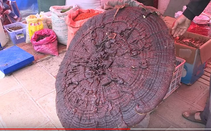 Cây nấm khổng lồ như thế này rất hiếm có.