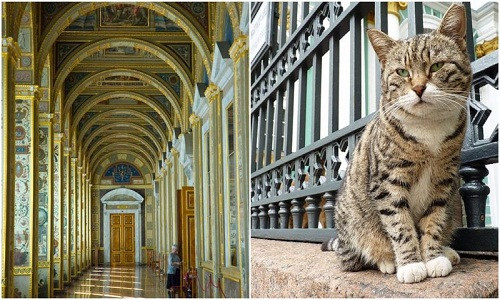 Bảo tàng Hermitage ở thành phố Saint Petersburg của Nga có hơn 70 con mèo làm nhiệm vụ tiêu diệt những con chuột nhằm bảo vệ các tác phẩm nghệ thuật.
