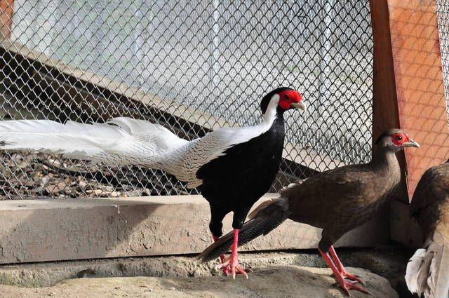 Gà lôi trắng (tên khoa học: Lophura nycthemera) có chiều dài cơ thể từ từ 50 - 125 cm.