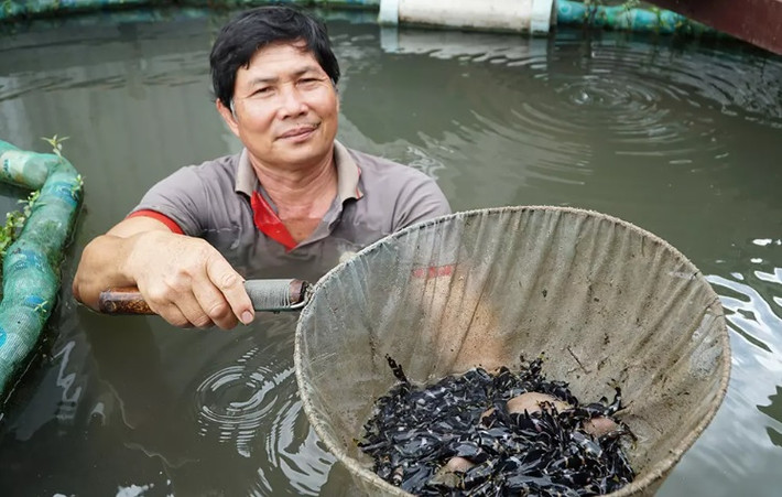 Hình dáng, màu sắc đẹp mắt của cá chốt chuột được nhiều người chơi cá cảnh săn lùng và tìm mua với giá từ 10.000 - 15.000 đồng/con. Ảnh: Vietnamnet.