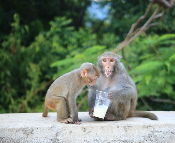 Sống trong điều kiện nuôi nhốt để thực hiện nghiên cứu khoa học, khỉ vàng trên đảo Rều thường ăn bữa chính là gạo lật nấu với đỗ đen và lạc nhân. Hàng ngày, chúng được cung cấp thêm một số loại quả để khỏe mạnh, tăng cường sức đề kháng như mía, cam, ổi... Ảnh: Báo Đà Nẵng.